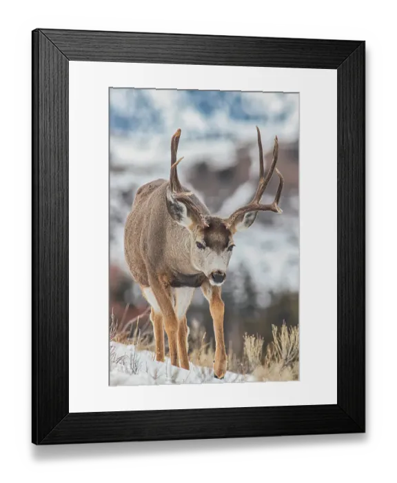 Framed Print : Mule deer in Mammoth Hot Springs area of Yellowstone National Park