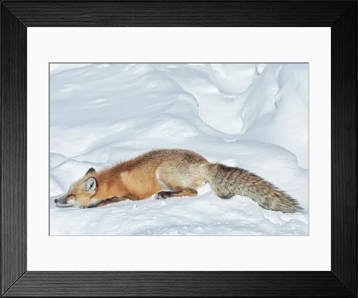 Framed Print : Northern Range of Yellowstone National Park Framed Print : Northern Range of Yellowstone National Park