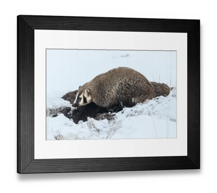 Framed Print : Badger in Lamar Valley in Yellowstone National Park