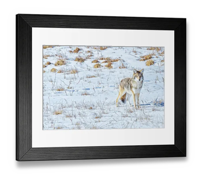 Framed Print : Coyote in Hayden Valley of Yellowstone National Park Framed Print : Coyote in Hayden Valley of Yellowstone National Park