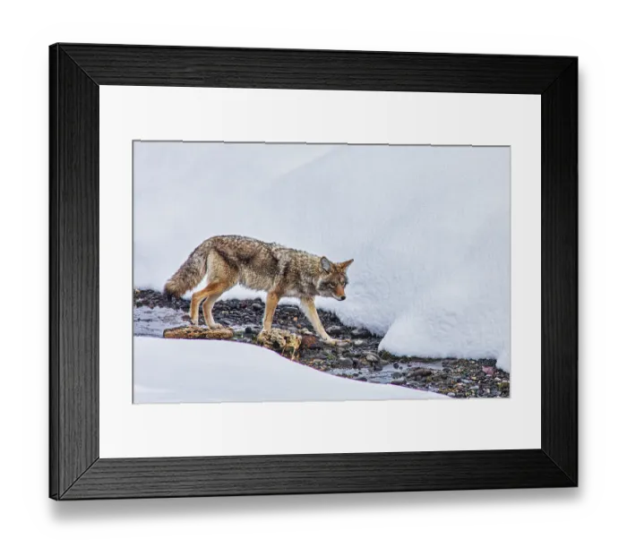 Framed Print : Coyote in Northern Range of Yellowstone National Park Framed Print : Coyote in Northern Range of Yellowstone National Park