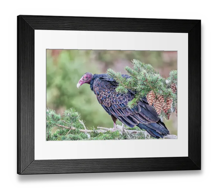 Framed Print : Adult turkey vulture in Mesa Verde National Park Framed Print : Adult turkey vulture in Mesa Verde National Park
