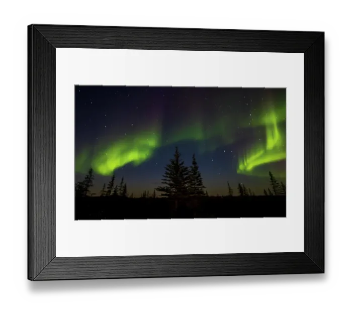 Framed Print : Aurora Borealis as seen through the Boreal Forest in Northern Manitoba Framed Print : Aurora Borealis as seen through the Boreal Forest in Northern Manitoba