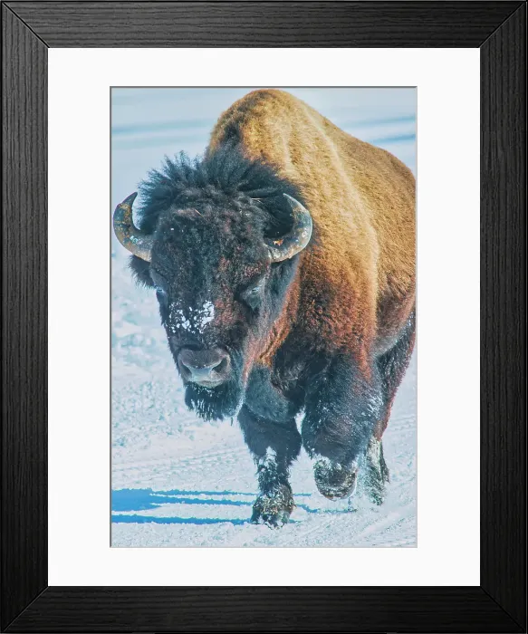 Framed Print : Yellowstone National Park Framed Print : Yellowstone National Park