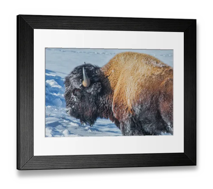 Framed Print : Yellowstone National Park Framed Print : Yellowstone National Park