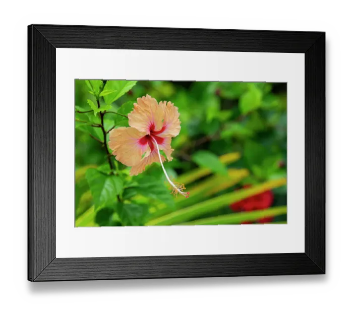 Framed Print : Kingdom of Tonga. Peach colored hibiscus flower Framed Print : Kingdom of Tonga. Peach colored hibiscus flower