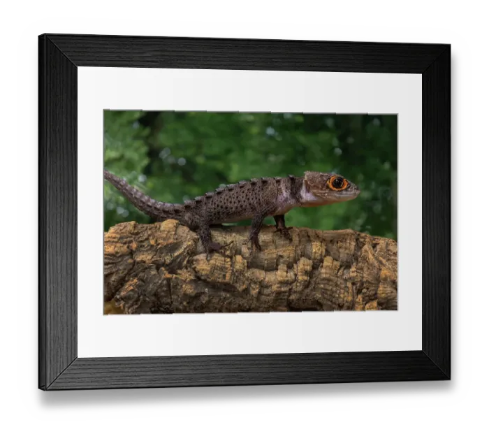 Framed Print : Papua New Guinea. Red-eye crocodile skink on fallen tree. ©Jim Zuckerman / Jaynes Gallery / DanitaDelimont.com Framed Print : Papua New Guinea. Red-eye crocodile skink on fallen tree. ©Jim Zuckerman / Jaynes Gallery / DanitaDelimont.com