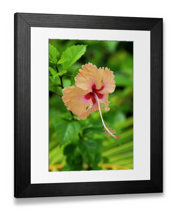 Framed Print : Kingdom of Tonga. Peach colored hibiscus flower Framed Print : Kingdom of Tonga. Peach colored hibiscus flower