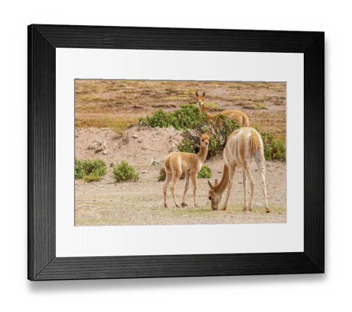 Framed Print : Bolivia, portrait of Vicuna family, a relation of the llama, protected by law throughout Bolivia