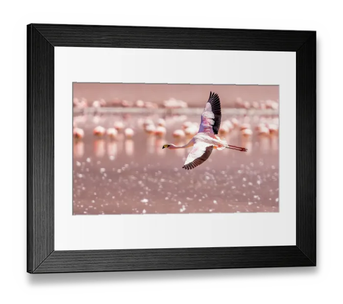 Framed Print : Bolivia, portrait of solitary James's Flamingo flying over Laguna Hedionda Framed Print : Bolivia, portrait of solitary James's Flamingo flying over Laguna Hedionda