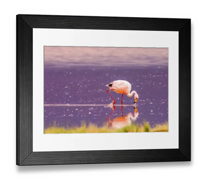 Framed Print : Bolivia, close-up portrait of solitary James's Flamingo feeding at sunset in Eduardo Avaroa Andean Fauna National Reserve Framed Print : Bolivia, close-up portrait of solitary James's Flamingo feeding at sunset in Eduardo Avaroa Andean Fauna National Reserve