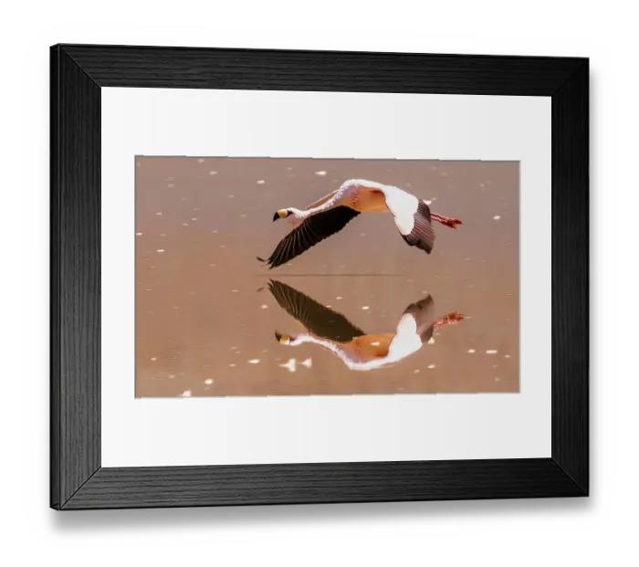 Framed Print : Bolivia. Close-up portrait of solitary James's Flamingo flying over Laguna Colorada Framed Print : Bolivia. Close-up portrait of solitary James's Flamingo flying over Laguna Colorada