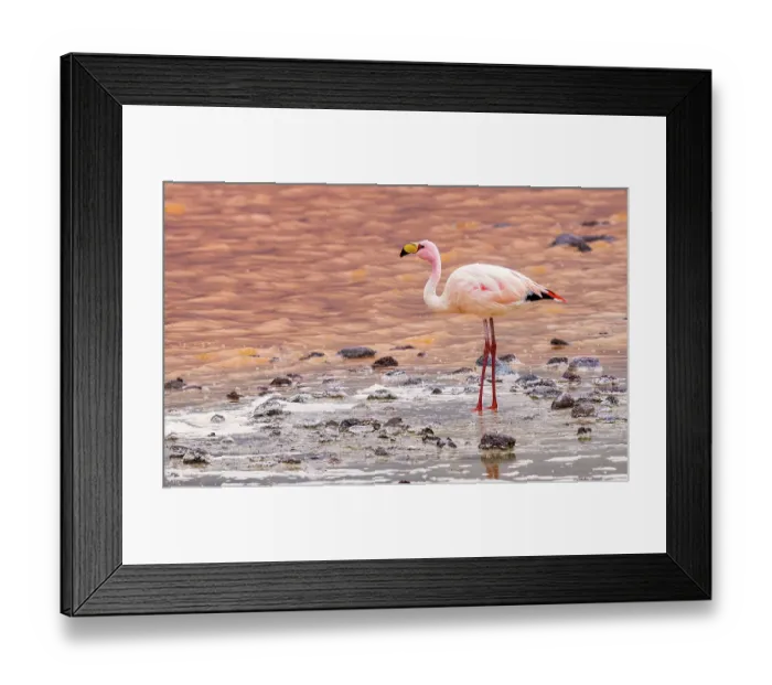 Framed Print : Bolivia. Close-up portrait of solitary James's Flamingo feeding at sunset in Eduardo Avaroa Andean Fauna National Reserve
