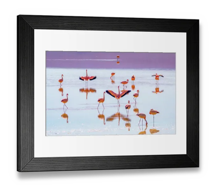 Framed Print : Bolivia. Group portrait of James's Flamingos feeding at sunset in Laguna Colorada