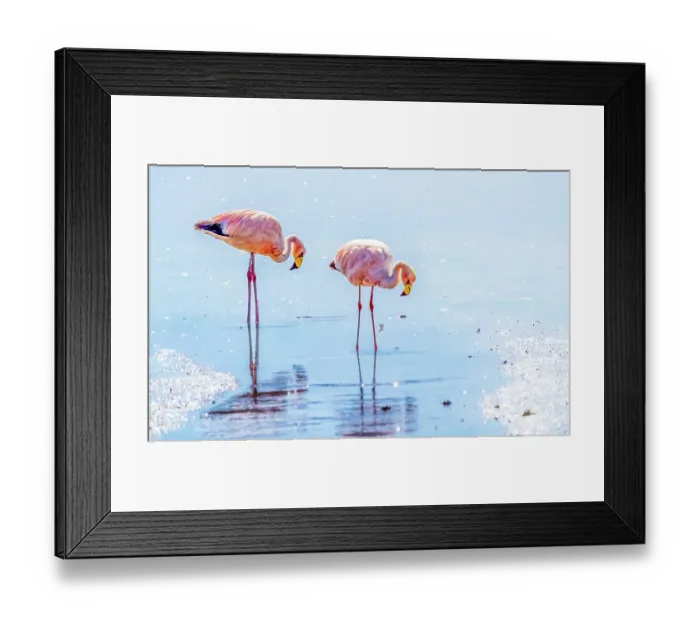 Framed Print : Bolivia, portrait of pair of James's Flamingos searching for brine shrimp in the salty waters of Laguna Colorada