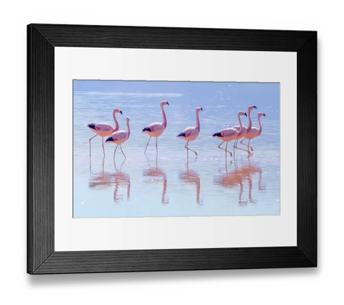 Framed Print : Laguna Colorada, Bolivia. Portrait of flock or stand of flamingo friends grazing for brine shrimp in the salty water Framed Print : Laguna Colorada, Bolivia. Portrait of flock or stand of flamingo friends grazing for brine shrimp in the salty water