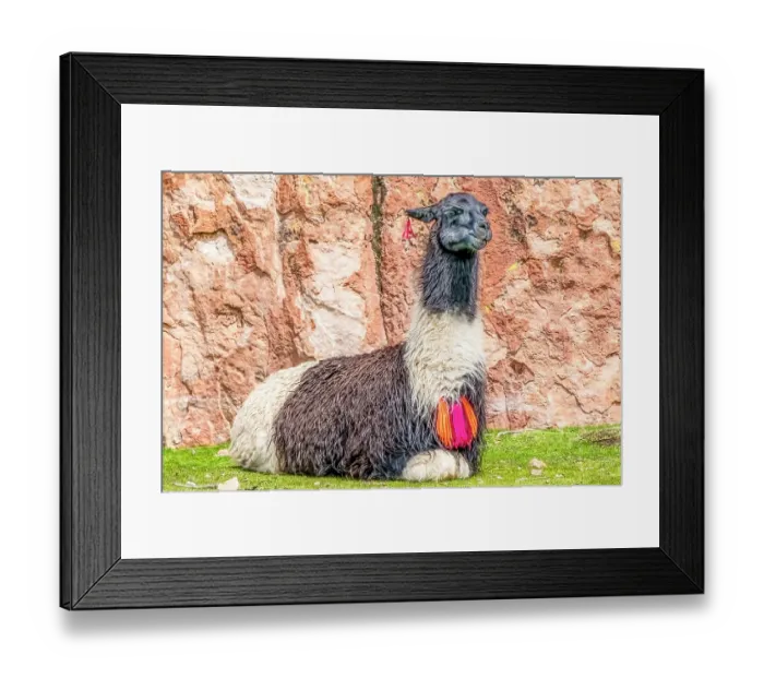 Framed Print : Desert oasis, Bolivia. Portrait of alpaca in the Altiplano desert with ownership necklace around his neck Framed Print : Desert oasis, Bolivia. Portrait of alpaca in the Altiplano desert with ownership necklace around his neck