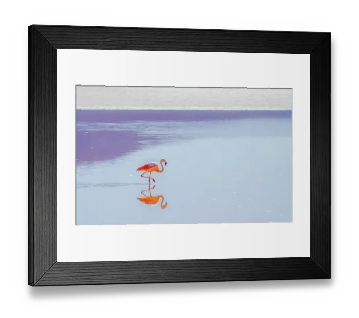 Framed Print : Bolivia. Portrait of Andean Flamingo feeding on brine shrimp in the salty waters of Laguna Colorada Framed Print : Bolivia. Portrait of Andean Flamingo feeding on brine shrimp in the salty waters of Laguna Colorada