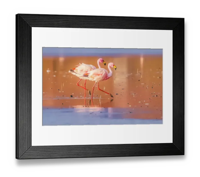 Framed Print : Bolivia, portrait of pair of James's Flamingos, who mate for life, searching for brine shrimp in Laguna Colorada Framed Print : Bolivia, portrait of pair of James's Flamingos, who mate for life, searching for brine shrimp in Laguna Colorada