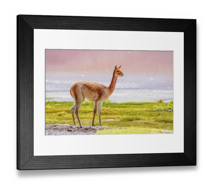 Framed Print : Bolivia. Close-up portrait of young, solitary Vicuna grazing near the shores of Laguna Colorada Framed Print : Bolivia. Close-up portrait of young, solitary Vicuna grazing near the shores of Laguna Colorada