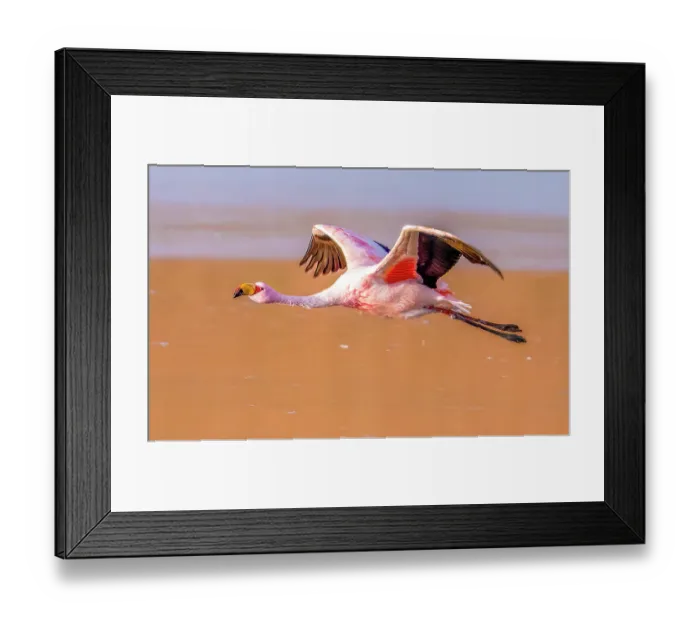 Framed Print : Bolivia, close-up portrait of James's Flamingo flying over the salty waters of Laguna Colorada
