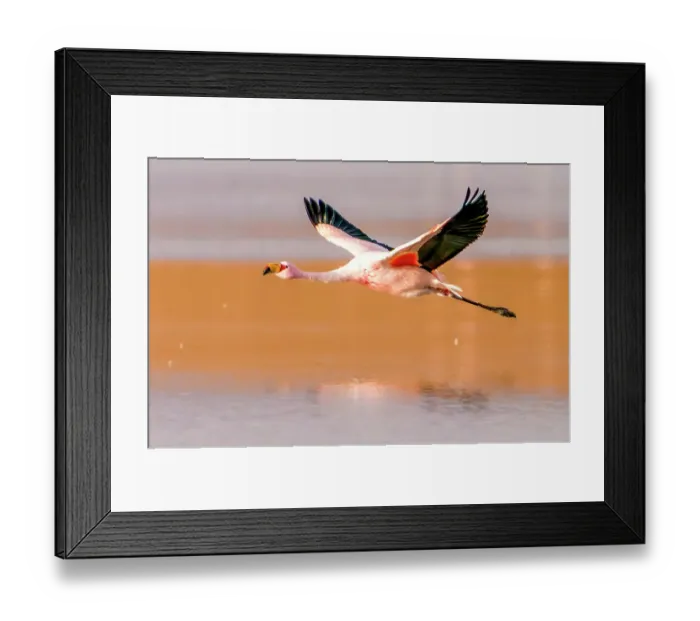 Framed Print : Bolivia, close-up portrait of James's Flamingo flying over the salty waters of Laguna Colorada Framed Print : Bolivia, close-up portrait of James's Flamingo flying over the salty waters of Laguna Colorada