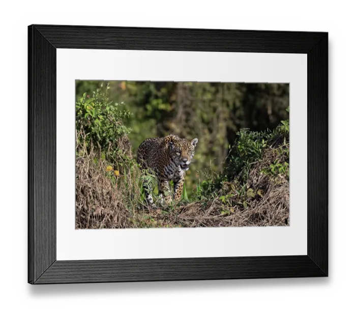 Framed Print : Jaguar on the bank of the Cuiaba River, Pantanal, Brazil Framed Print : Jaguar on the bank of the Cuiaba River, Pantanal, Brazil