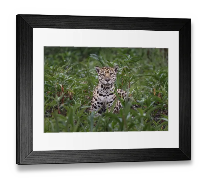 Framed Print : Jaguar along the river banks of Cuiaba River, Pantanal, Brazil Framed Print : Jaguar along the river banks of Cuiaba River, Pantanal, Brazil