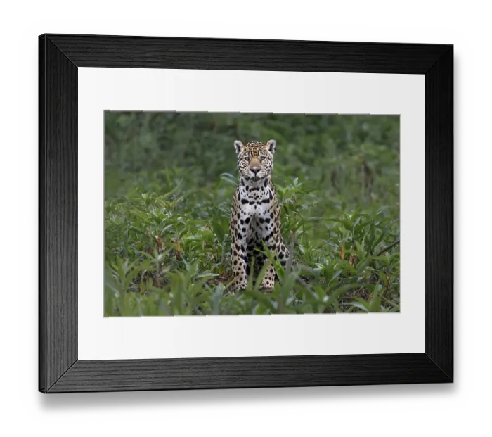 Framed Print : Jaguar along the river banks of Cuiaba River, Pantanal, Brazil