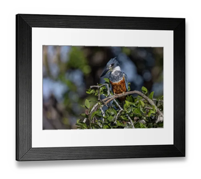 Framed Print : Ringed kingfisher, Pantanal, Brazil Framed Print : Ringed kingfisher, Pantanal, Brazil
