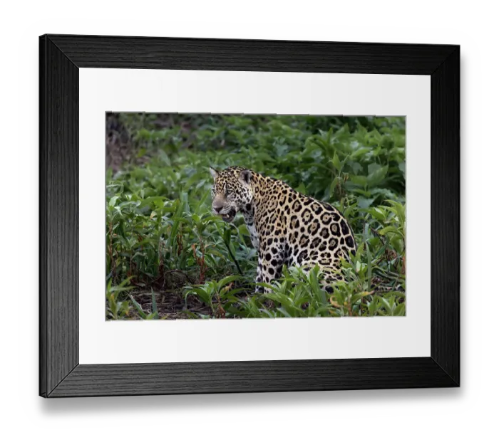 Framed Print : Jaguar along the river banks of Cuiaba River, Pantanal, Brazil Framed Print : Jaguar along the river banks of Cuiaba River, Pantanal, Brazil