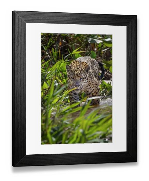 Framed Print : Jaguar along the river banks of Cuiaba River, Pantanal, Brazil Framed Print : Jaguar along the river banks of Cuiaba River, Pantanal, Brazil