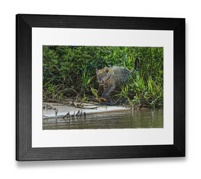 Framed Print : Jaguar along the river banks of Cuiaba River, Pantanal, Brazil Framed Print : Jaguar along the river banks of Cuiaba River, Pantanal, Brazil