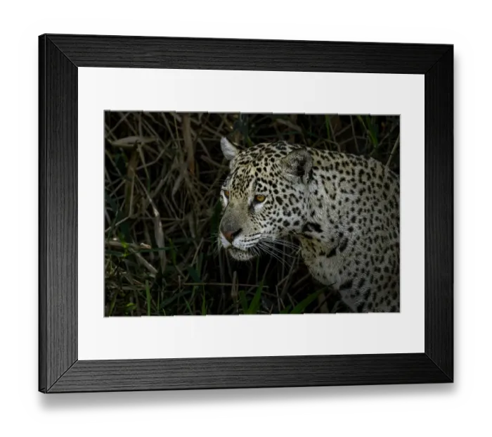 Framed Print : Jaguar hunting along the river banks of Cuiaba River, Pantanal, Brazil Framed Print : Jaguar hunting along the river banks of Cuiaba River, Pantanal, Brazil
