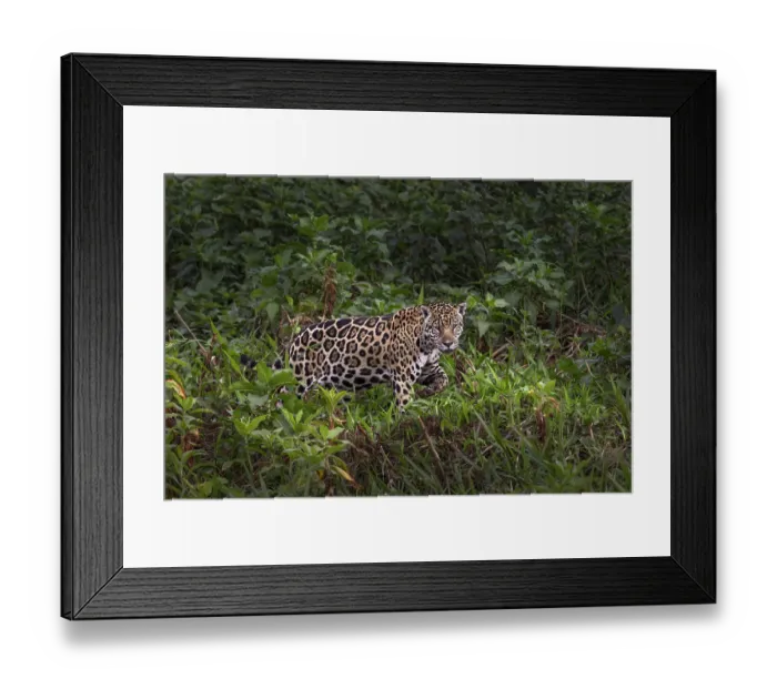 Framed Print : Jaguar along the river banks of Cuiaba River, Pantanal, Brazil