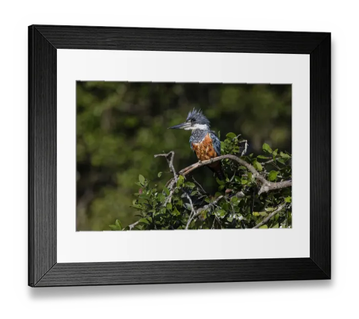 Framed Print : Ringed kingfisher, Pantanal, Brazil Framed Print : Ringed kingfisher, Pantanal, Brazil