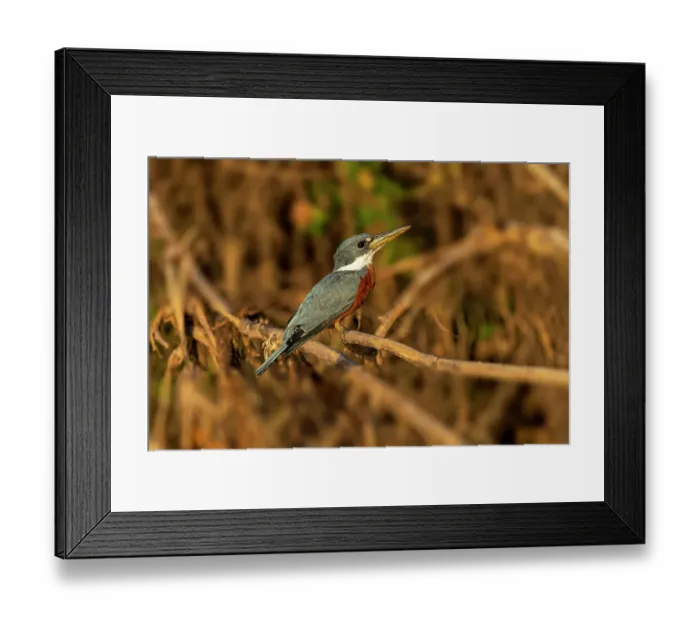 Framed Print : Ringed kingfisher, perched along Cuiaba River, Mato Grosso, Pantanal, Brazil, South America