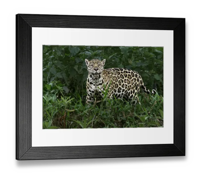 Framed Print : Jaguar along the river banks of Cuiaba River, Pantanal, Brazil Framed Print : Jaguar along the river banks of Cuiaba River, Pantanal, Brazil