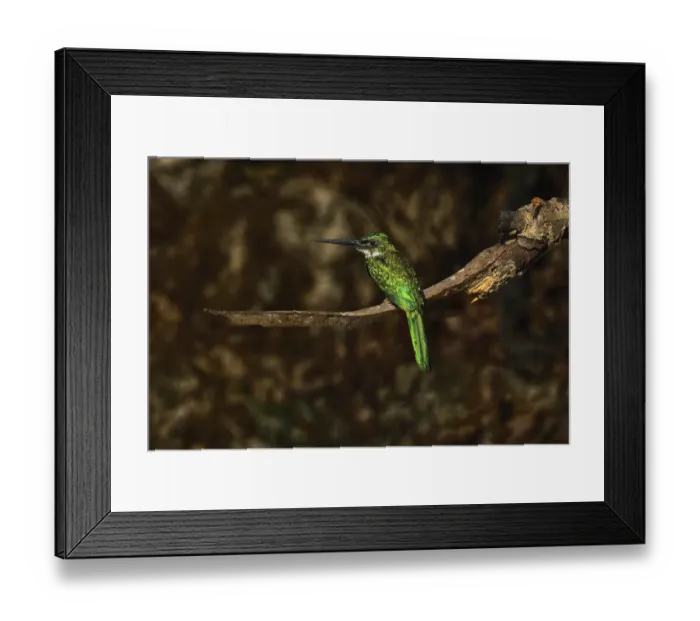 Framed Print : Rufous-tailed jacamar, Mato Grosso, Pantanal, Brazil, South America Framed Print : Rufous-tailed jacamar, Mato Grosso, Pantanal, Brazil, South America