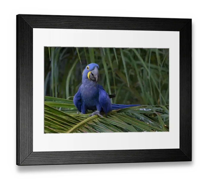 Framed Print : Hyacinth macaw, Mato Grosso, Pantanal, Brazil, South America