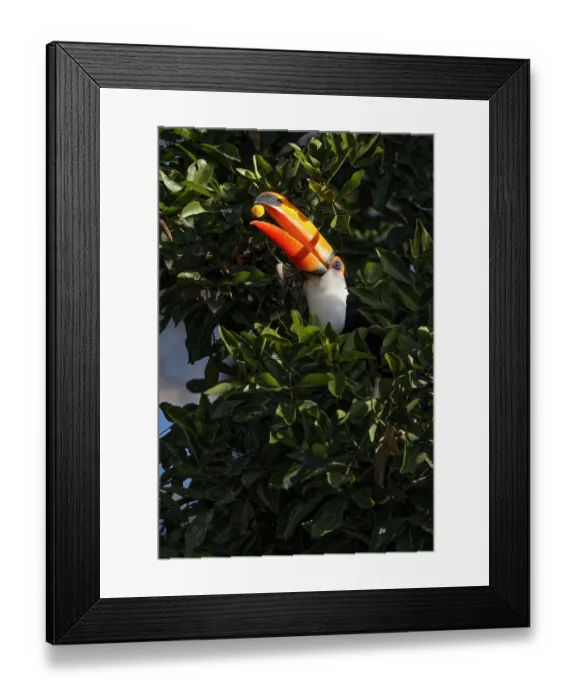 Framed Print : Toco toucan, Mato Grosso, Pantanal, Brazil Framed Print : Toco toucan, Mato Grosso, Pantanal, Brazil