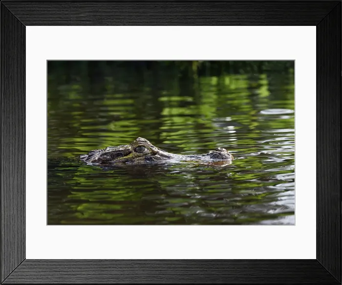 Framed Print : Caiman, Pantanal, Brazil Framed Print : Caiman, Pantanal, Brazil