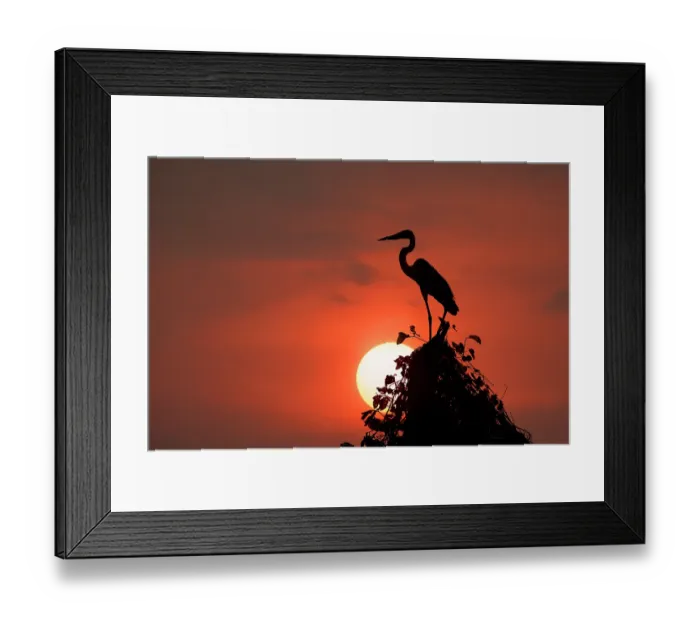 Framed Print : Cocoi heron, silhouetted at sunset, Mato Grosso, Pantanal, Brazil, South America