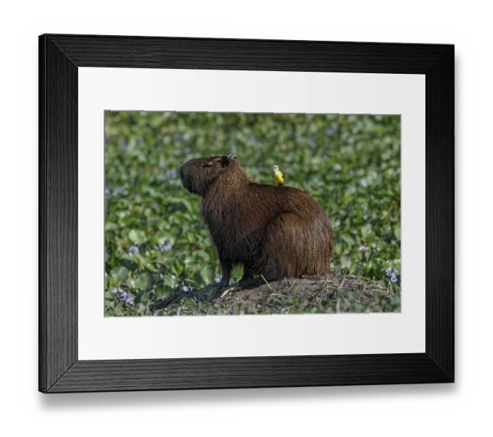 Framed Print : Capybara, worlds largest rodent with cattle tyrant on back, Mato Grosso, Pantanal, Brazil, South America