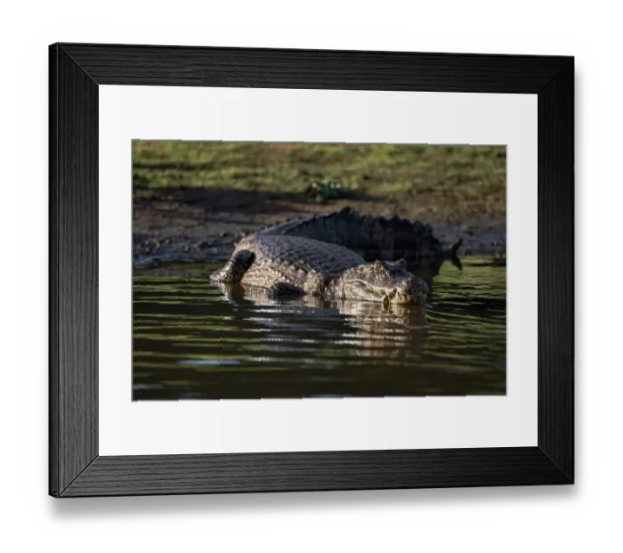Framed Print : Caiman in the Cuiaba River, Pantanal, Brazil