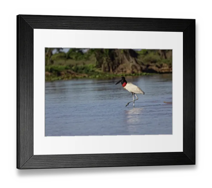 Framed Print : Jabiru stork. Mato Grosso, Pantanal, Brazil, South America Framed Print : Jabiru stork. Mato Grosso, Pantanal, Brazil, South America
