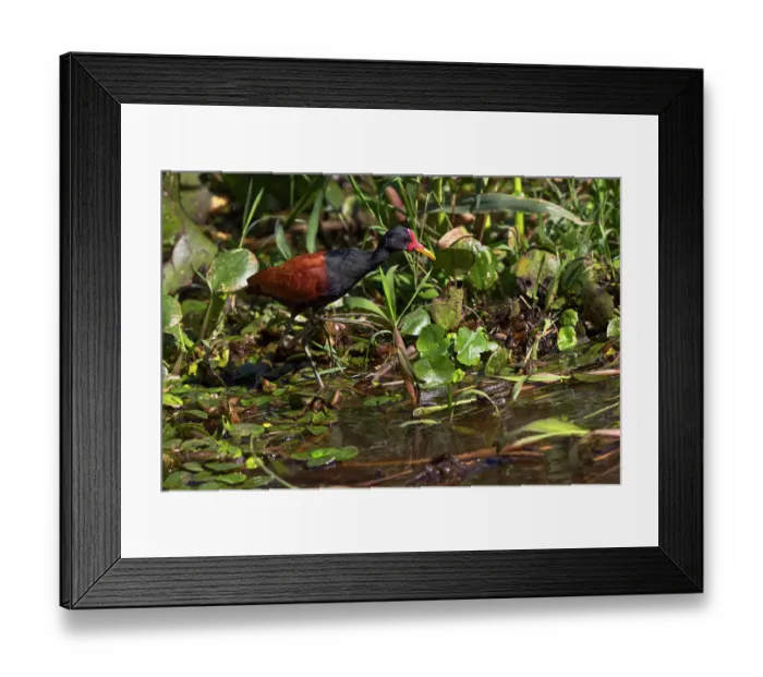 Framed Print : Wattled jacana wading through swampy terrain, Pantanal, Mato Grosso do Sul, Brazil, South America