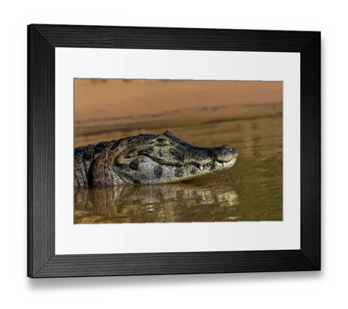 Framed Print : Caiman along Cuiaba River, Pantanal, Brazil
