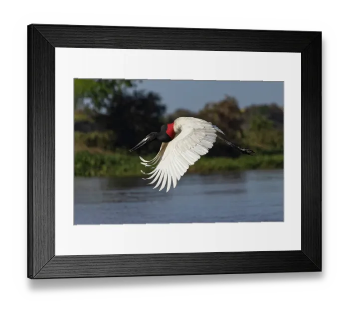Framed Print : Jabiru stork in flight. Mato Grosso, Pantanal, Brazil, South America Framed Print : Jabiru stork in flight. Mato Grosso, Pantanal, Brazil, South America