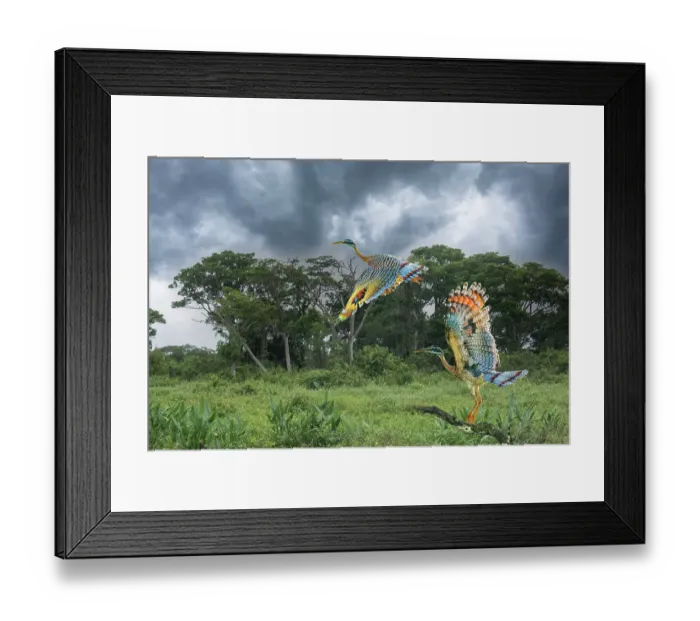 Framed Print : Brazil, Pantanal. Sunbittern birds take flight. ©Jim Zuckerman  /  Jaynes Gallery  /  DanitaDelimont.com